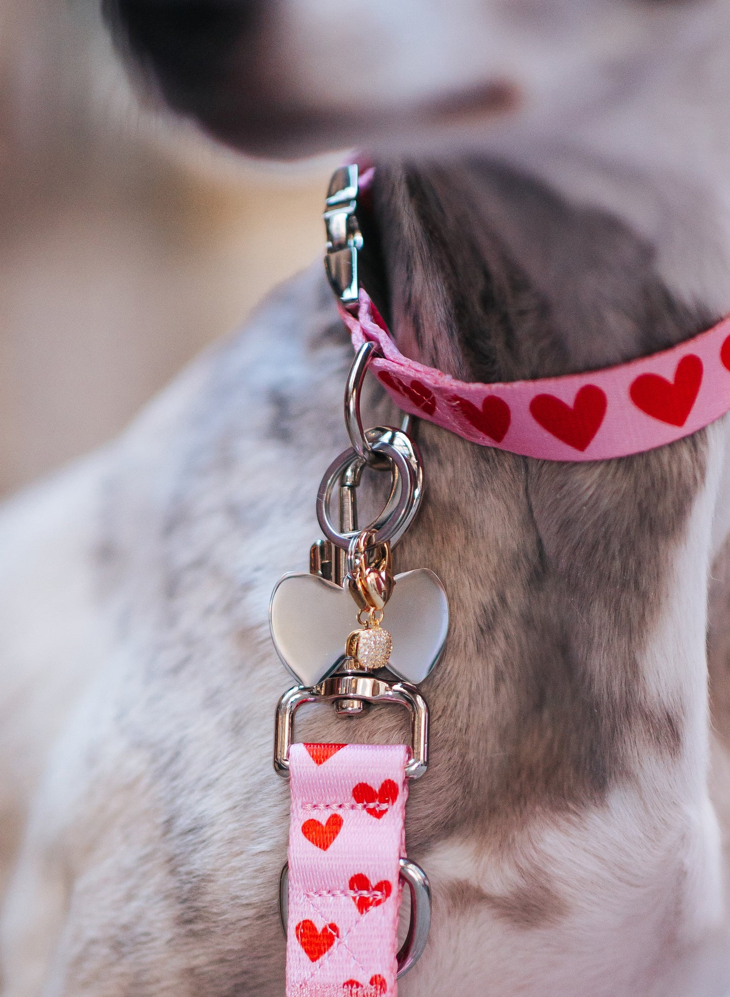 Bow Shaped Dog ID Tag