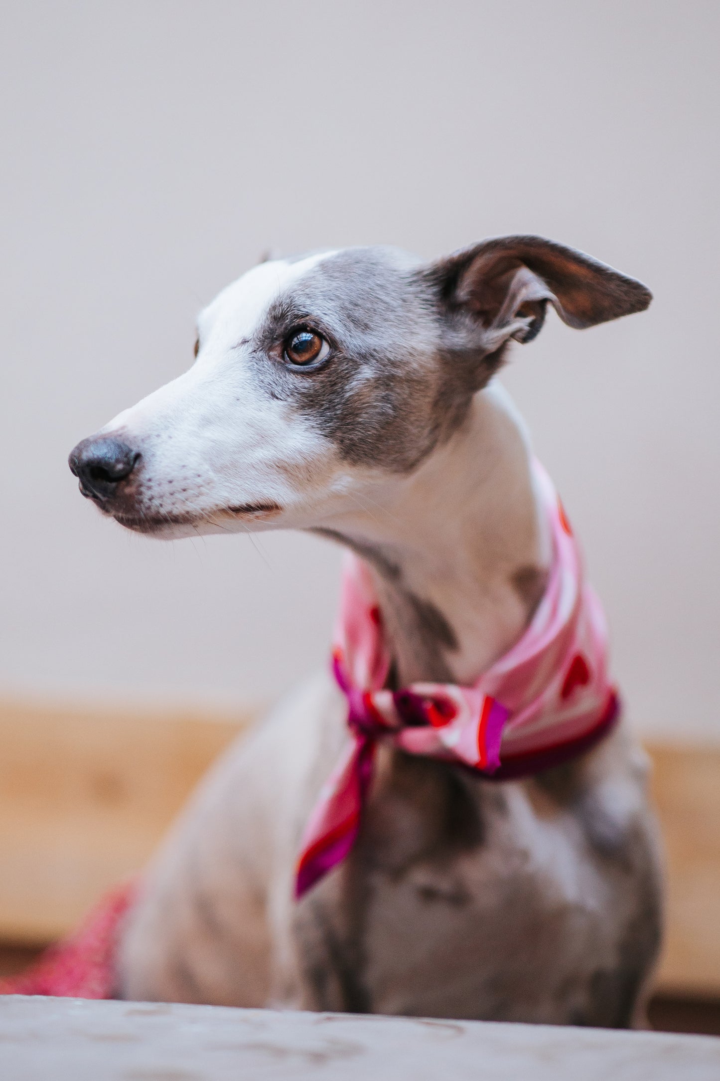 100% Mulberry Silk Scarf | For Dogs & Their Humans