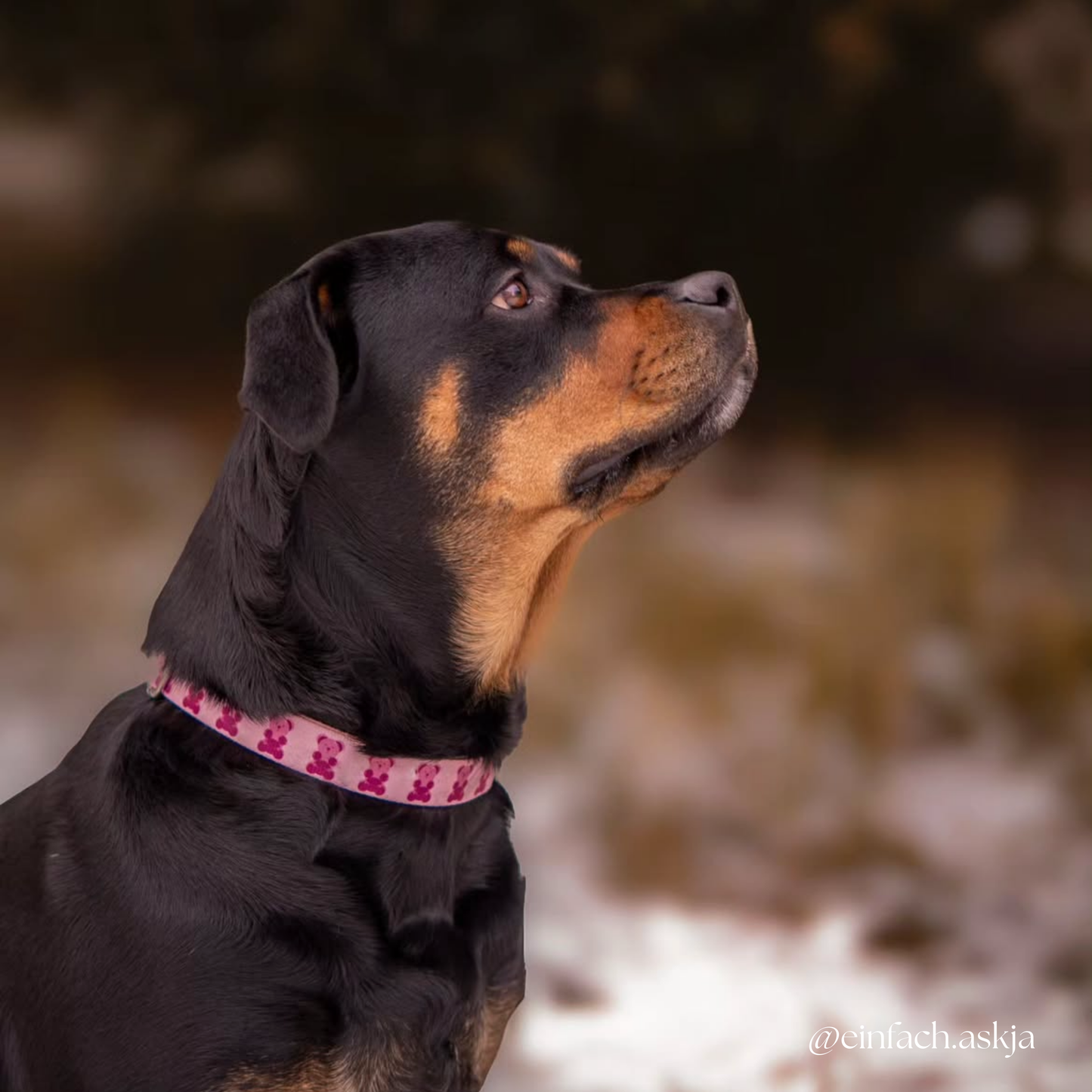 Pink Teddy Collar