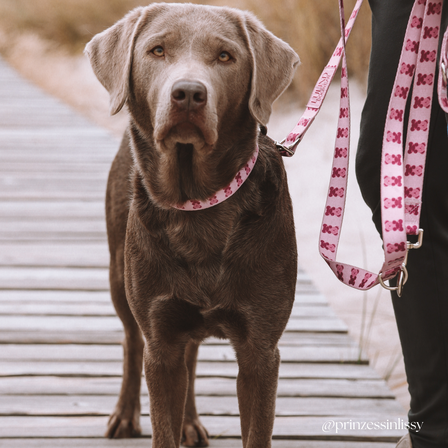 Pink Teddy Collar & Adjustable Leash Set