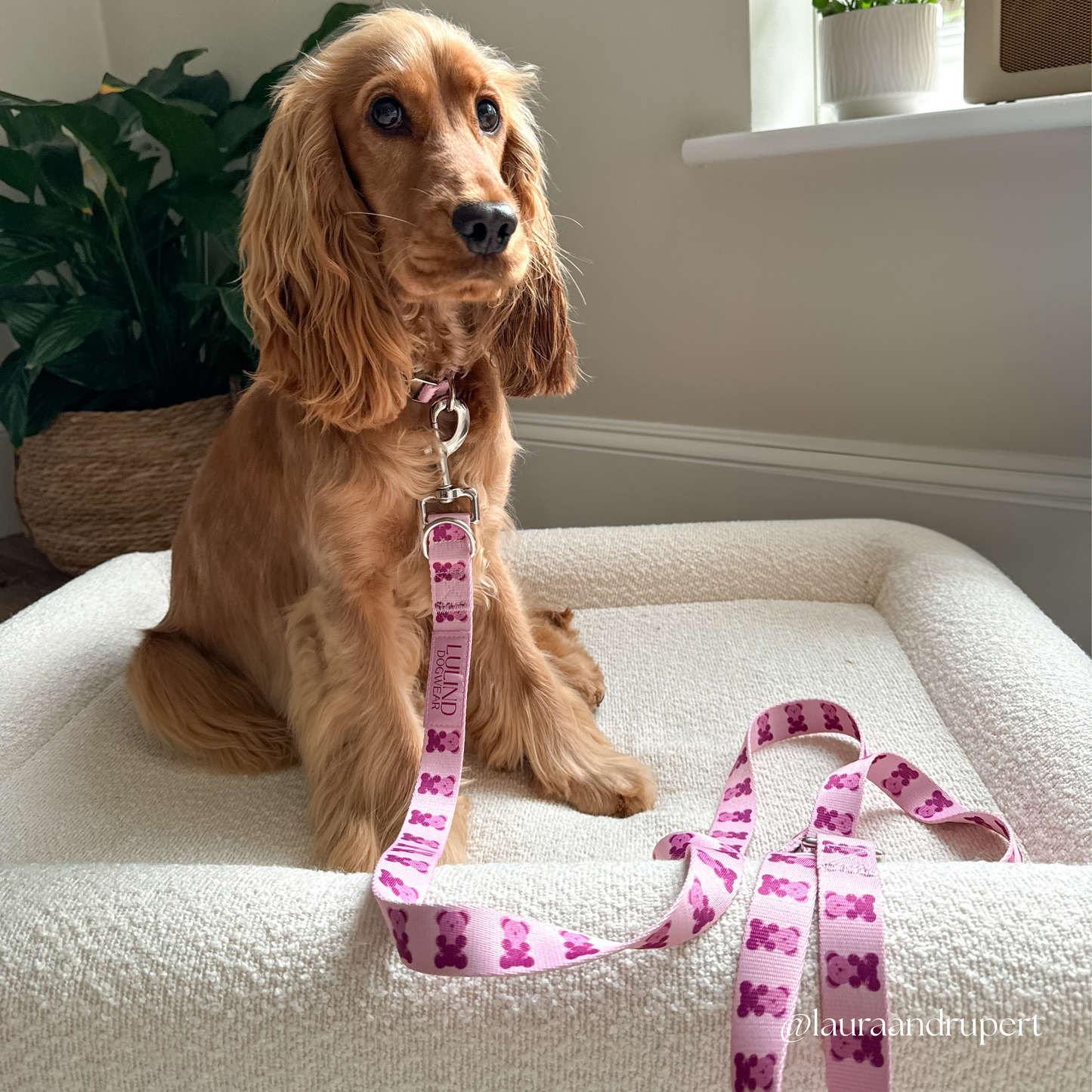 Pink Teddy Collar & Adjustable Leash Set