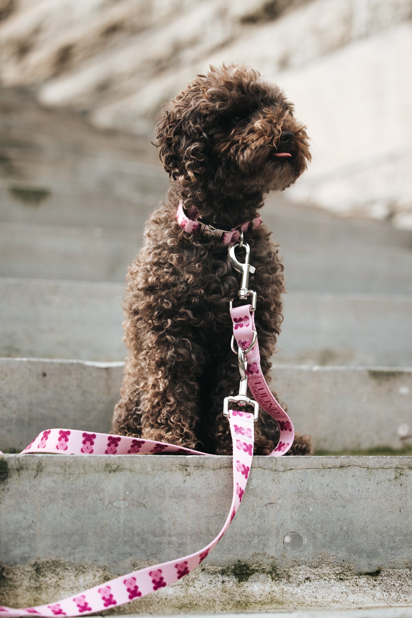 Pink Teddy Collar