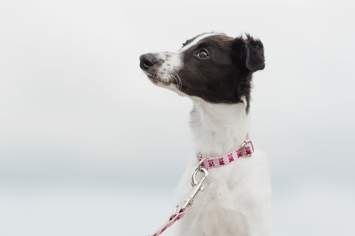 Pink Teddy Collar