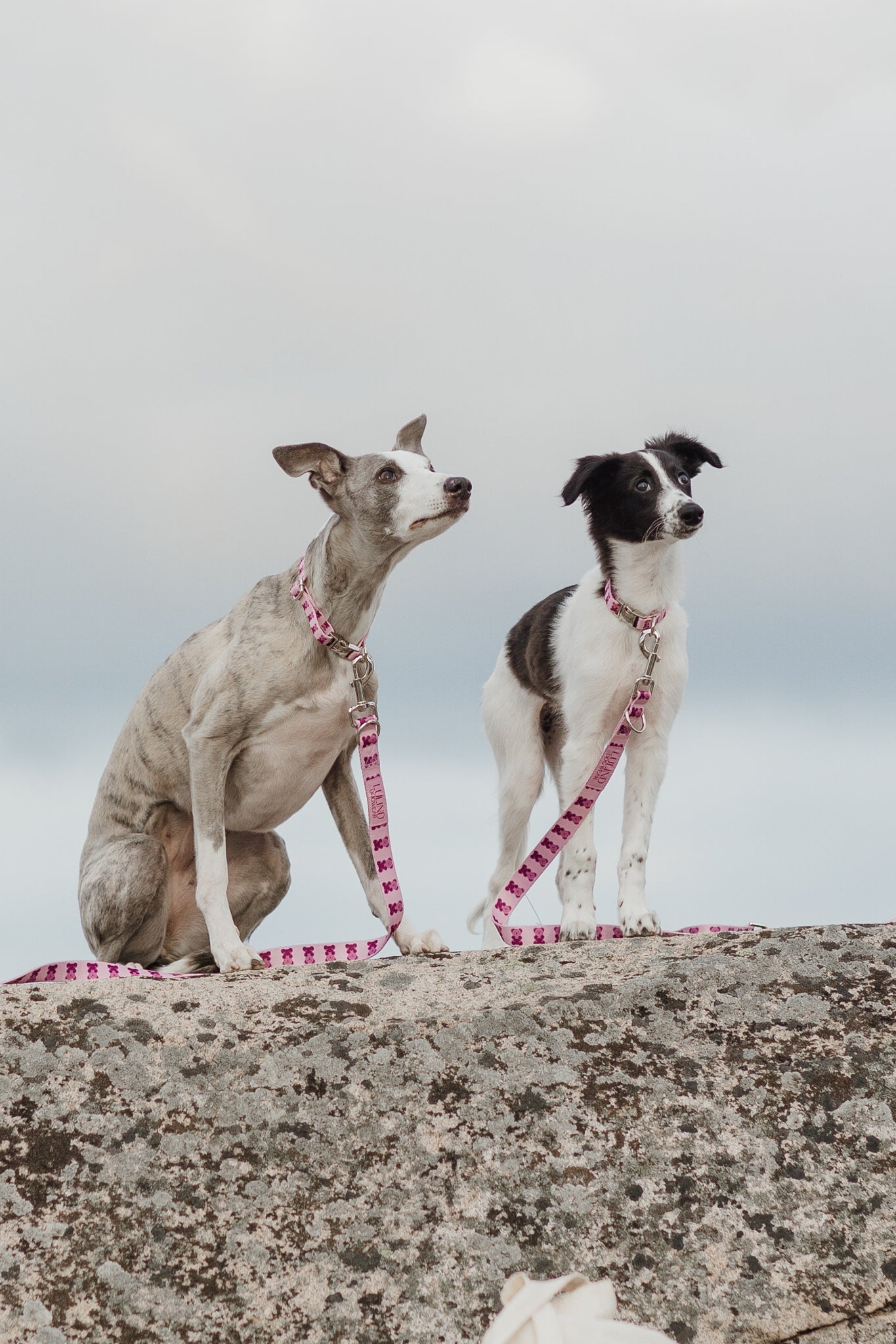 Pink Teddy Collar & Adjustable Leash Set