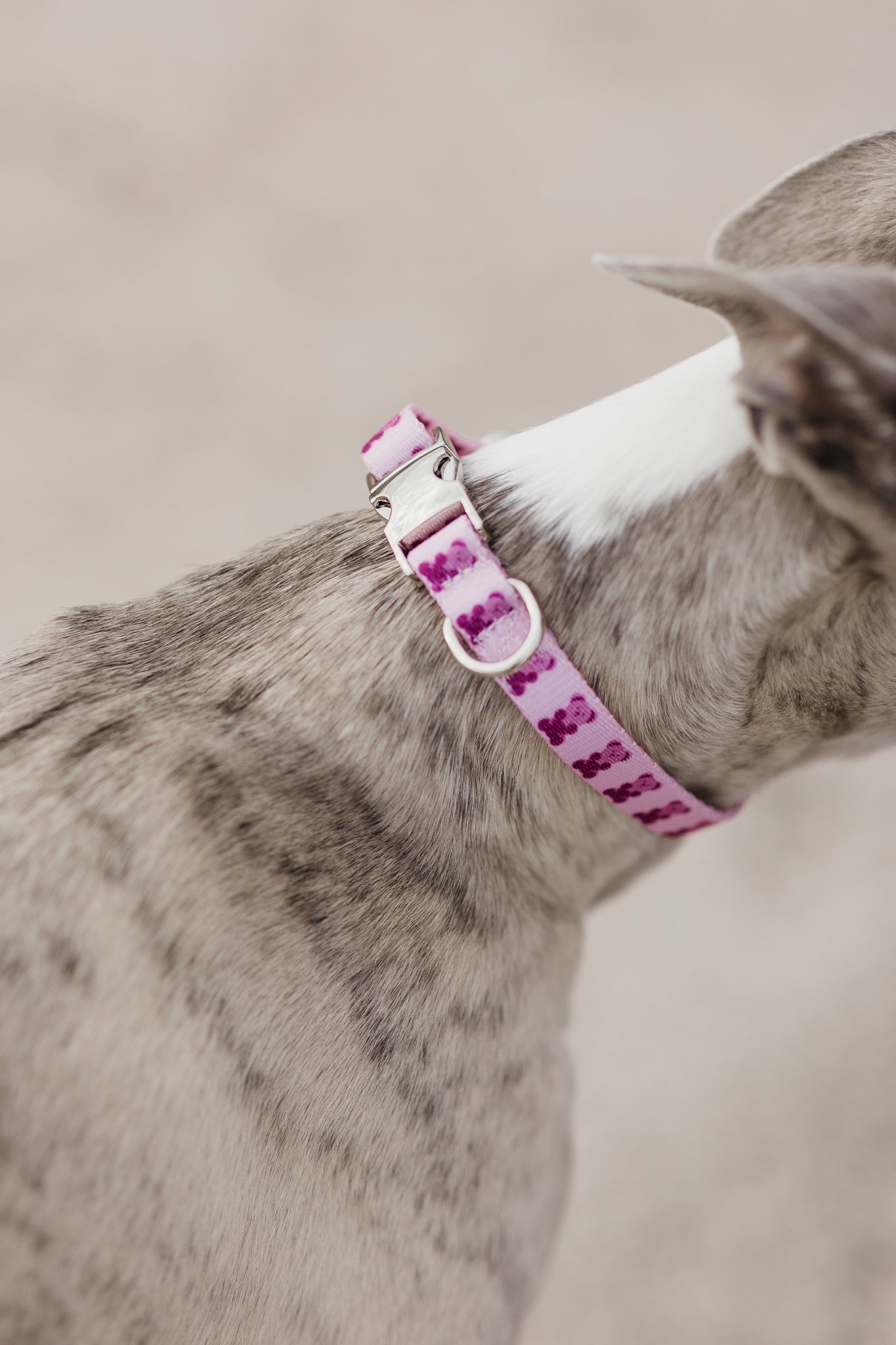 Pink Teddy Collar