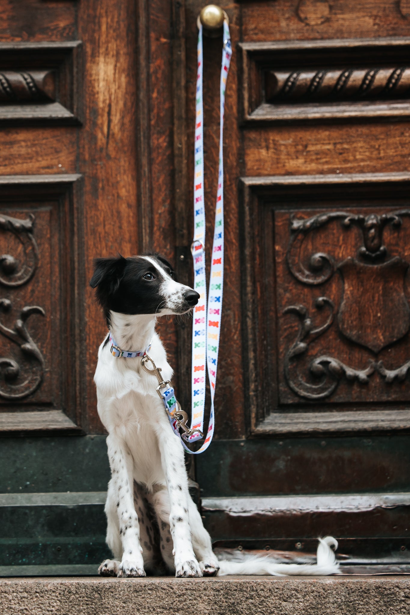 Blue Teddy Collar