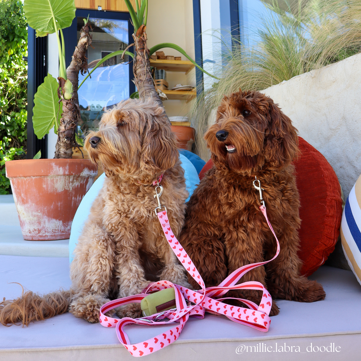 Heart Collar & Adjustable Leash Set