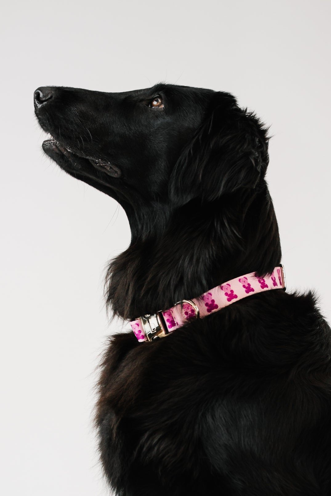 Pink Teddy Collar