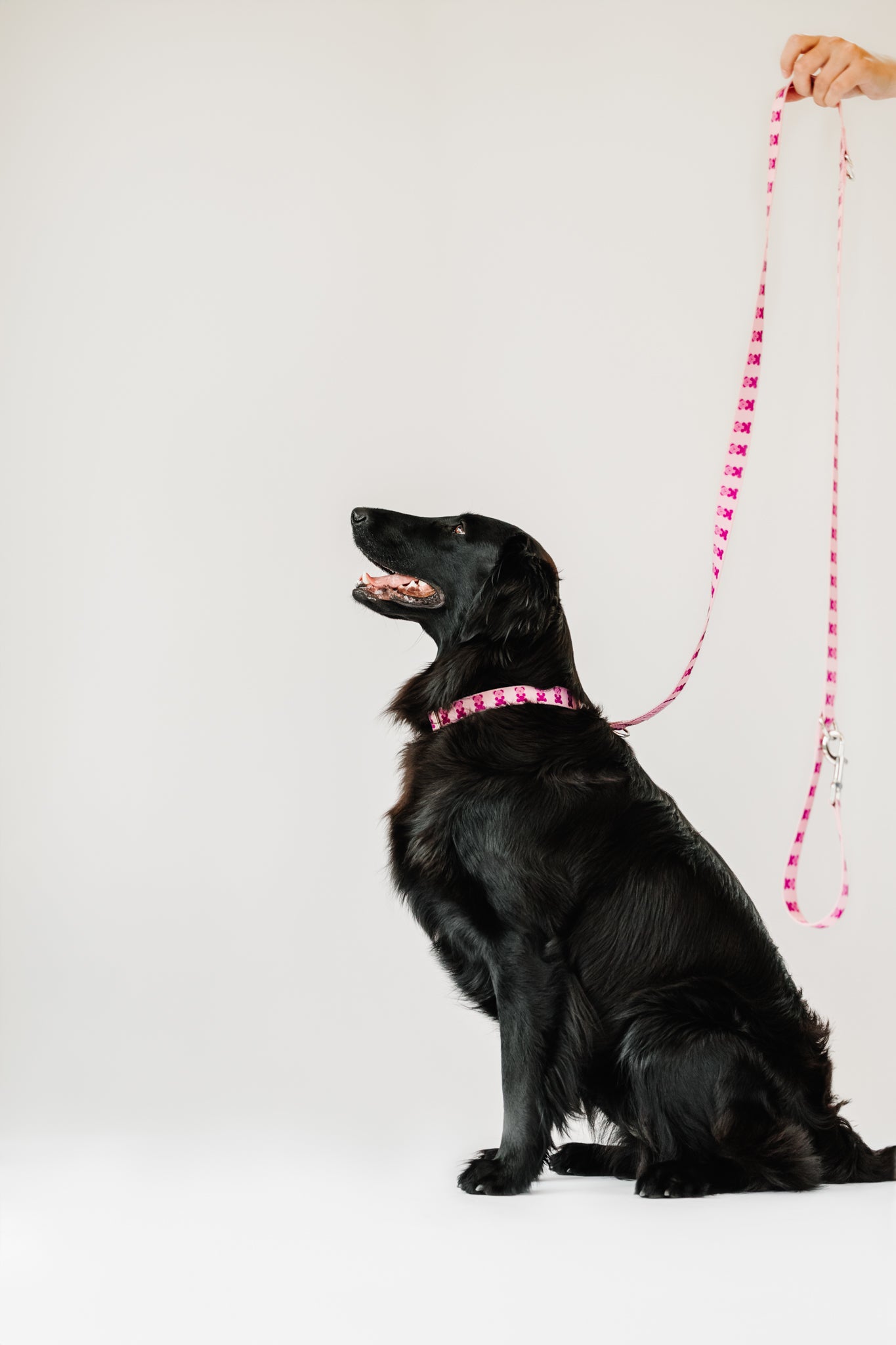 Pink Teddy Adjustable Dog Leash | Hands-Free & City-Ready
