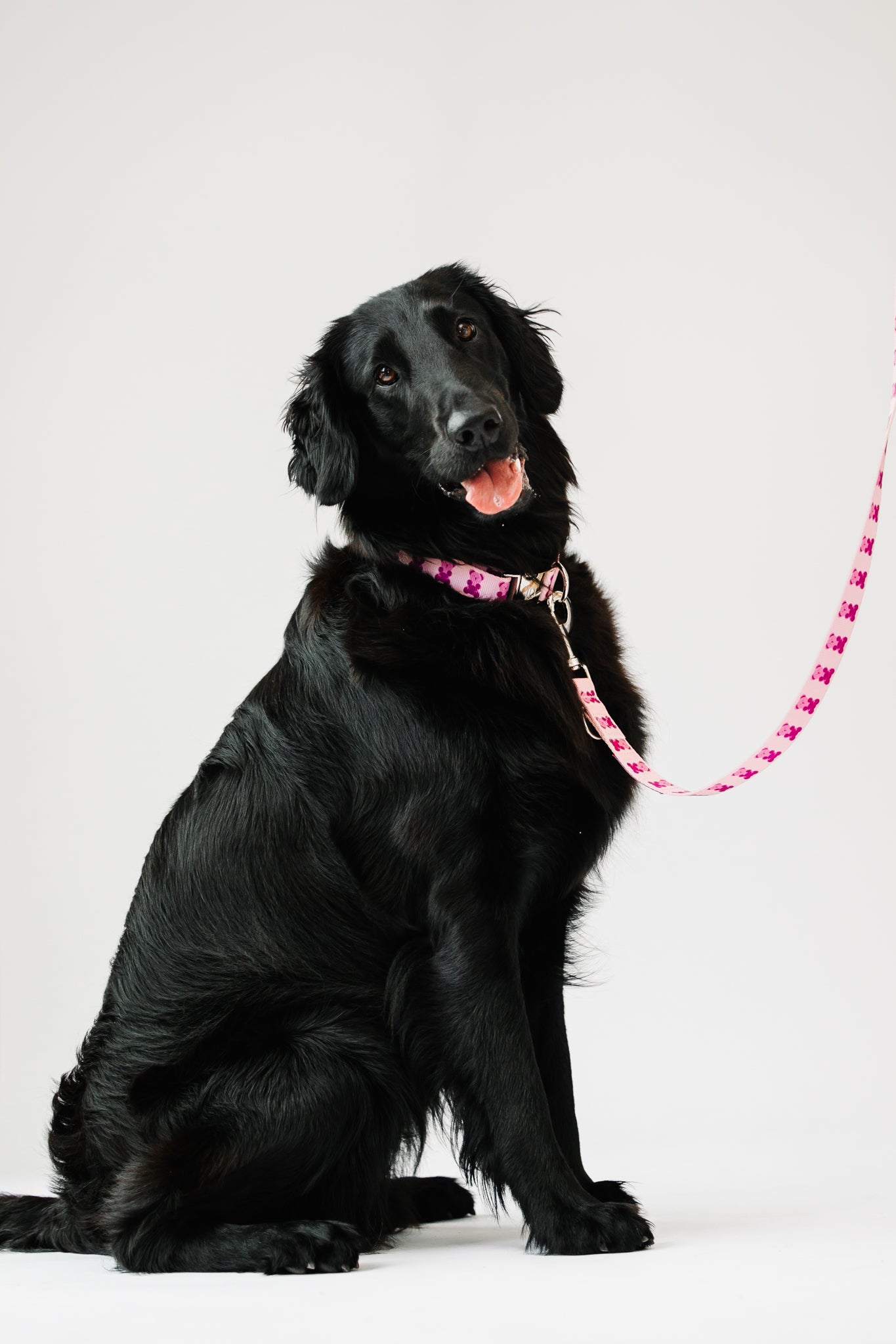 Pink Teddy Collar & Adjustable Leash Set