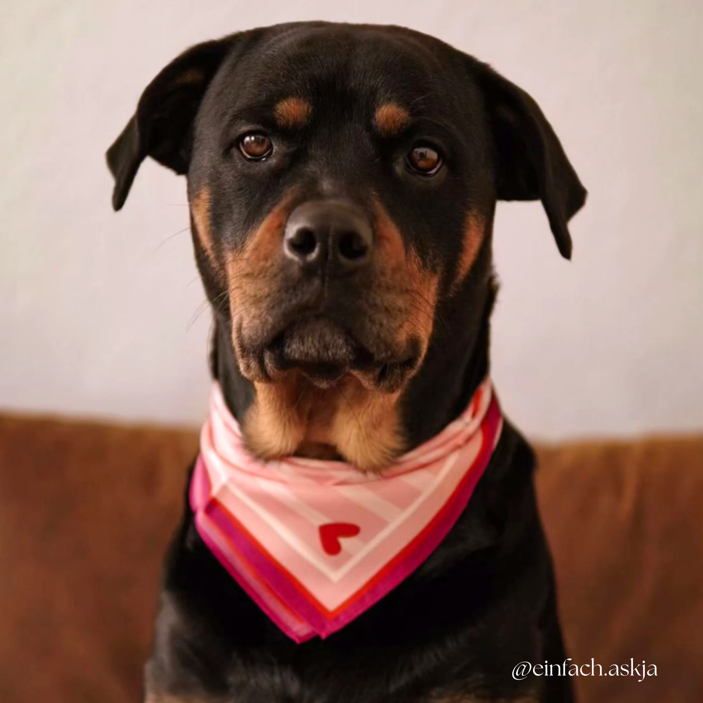 100% Mulberry Silk Scarf | For Dogs & Their Humans