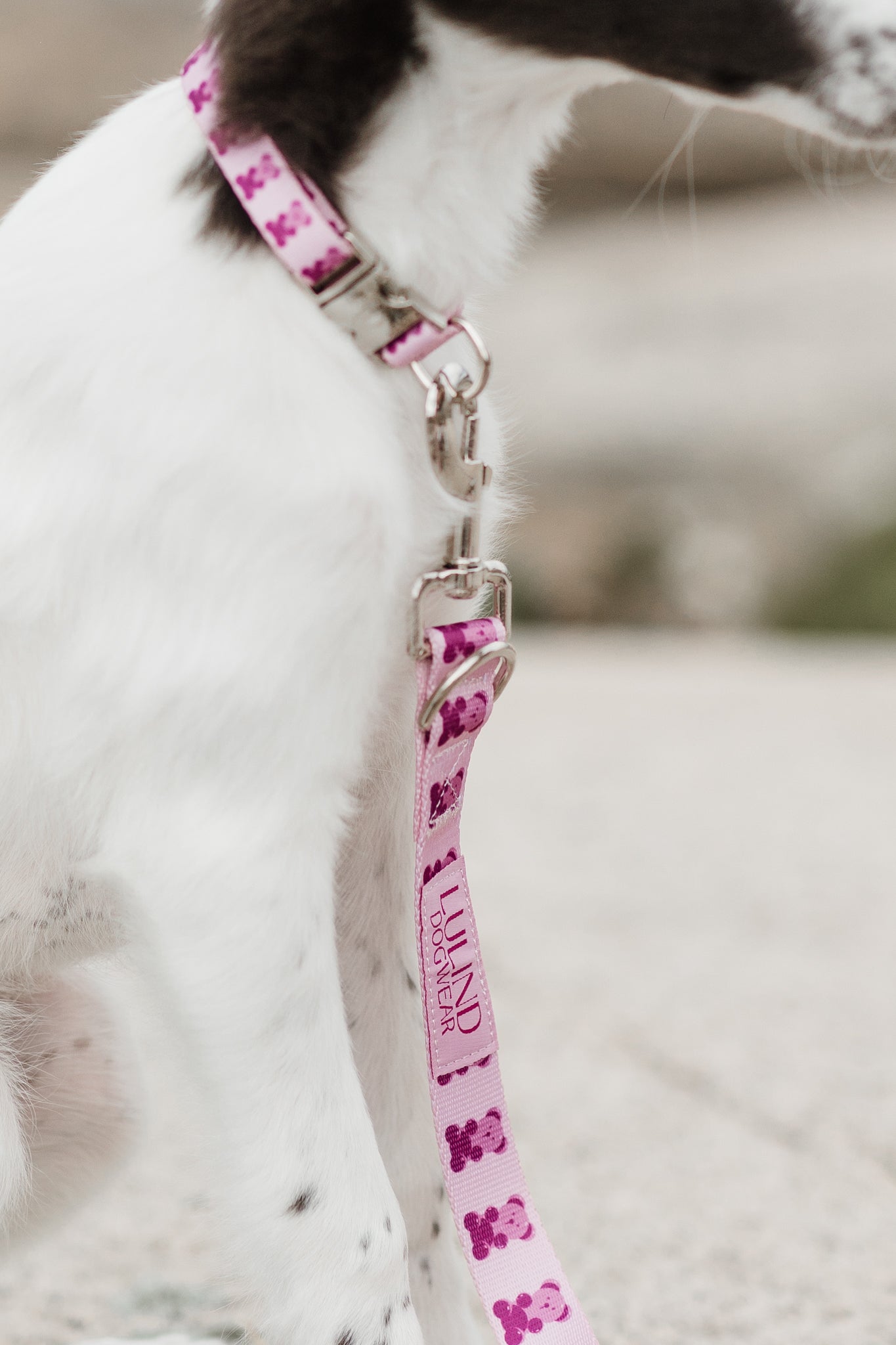 Pink Teddy Collar & Adjustable Leash Set