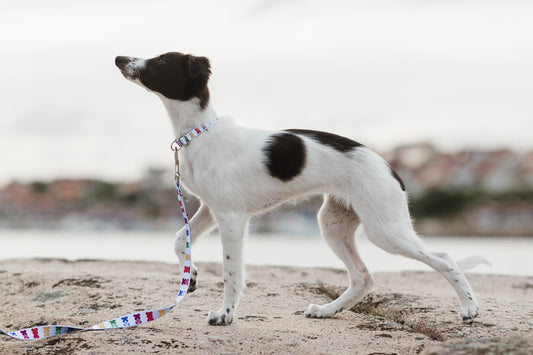 Blue Teddy Collar & Adjustable Leash Set