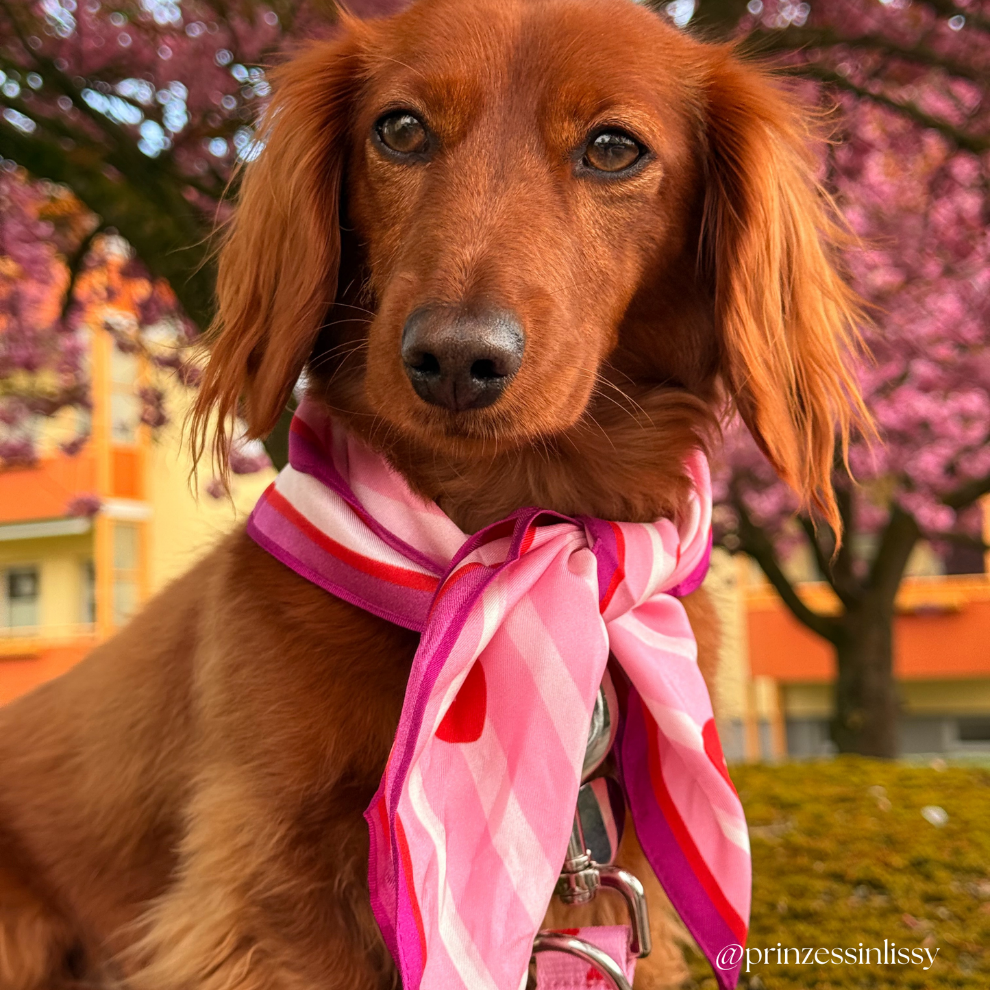 100% Mulberry Silk Scarf | For Dogs & Their Humans