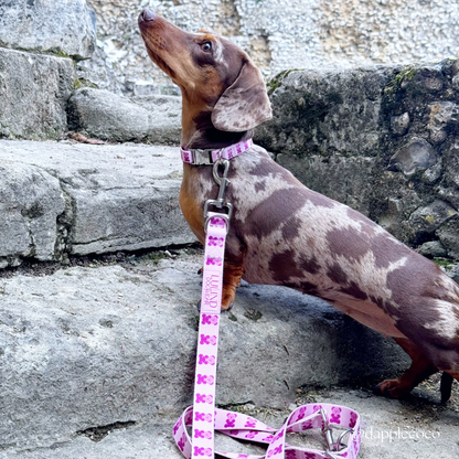 Pink Teddy Collar & Adjustable Leash Set