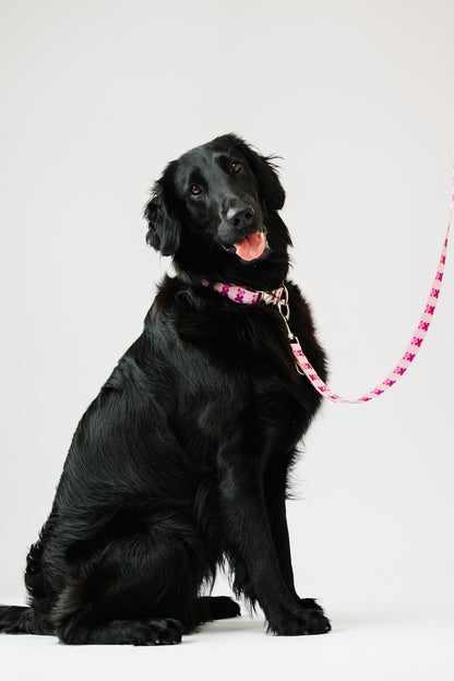 Pink Teddy Collar & Adjustable Leash Set