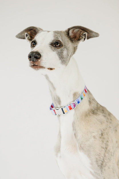 Blue Teddy Collar